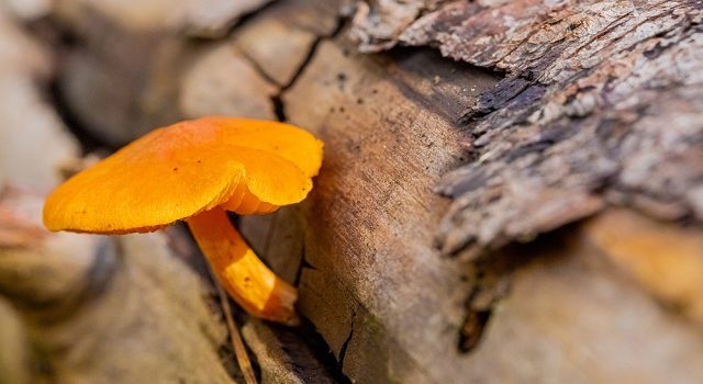 sporophores sur les bois